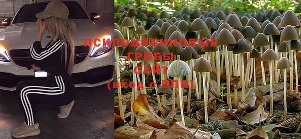 PSILOCYBIN Балахна